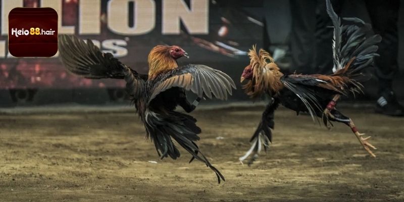 Lựa chọn đúng chiến kê giúp tối ưu nguồn vốn hiệu quả