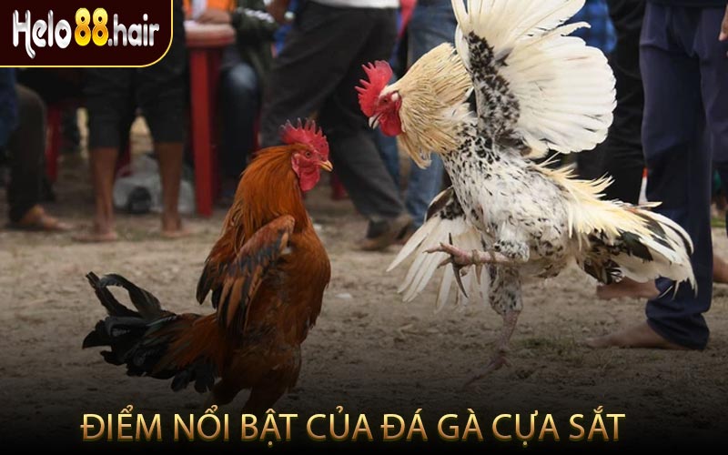 Điểm Nổi Bật Của Đá Gà Cựa Sắt