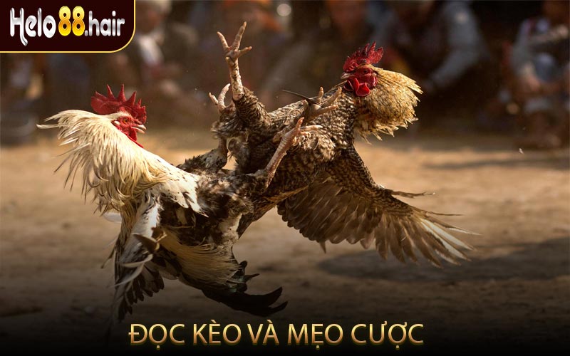 Đọc Kèo Và Mẹo Cược