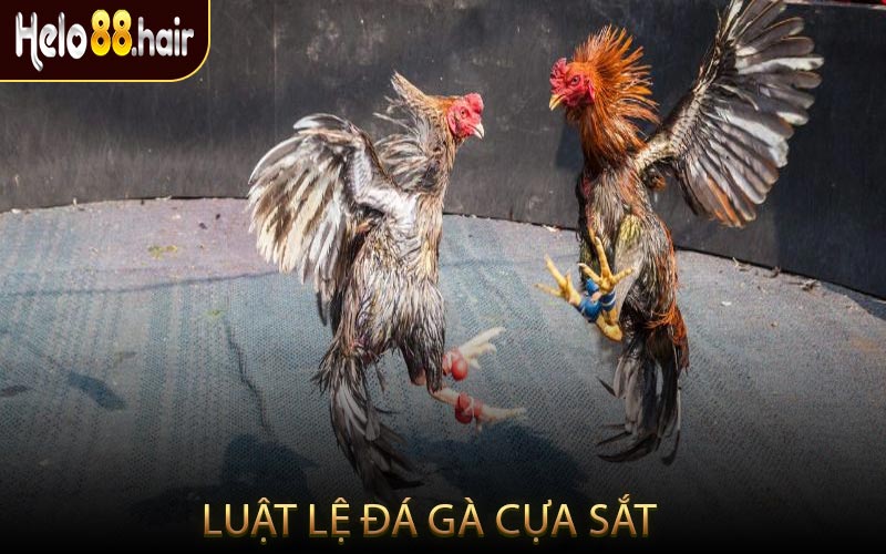 Luật Lệ Đá Gà Cựa Sắt