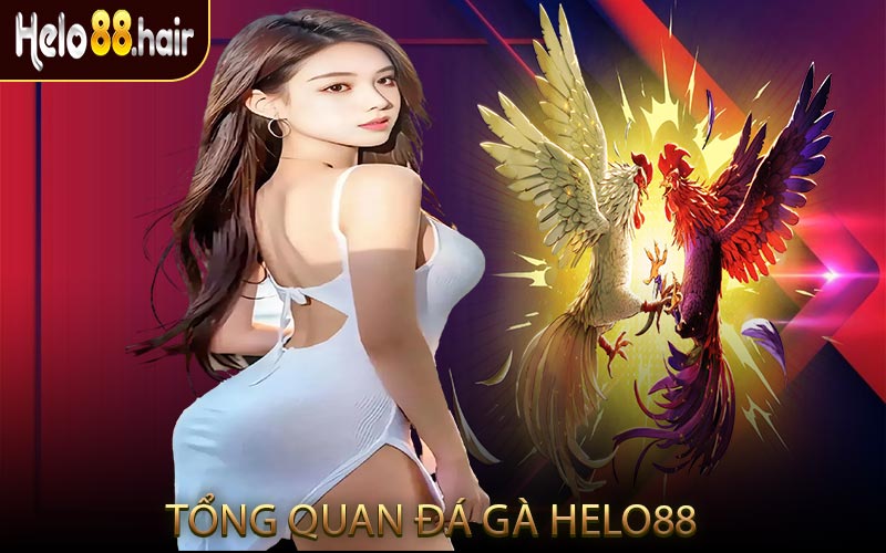 Tổng Quan Đá Gà HELO88